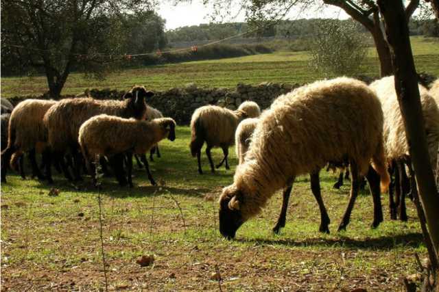 Altro che bambini e cani, ad Altamura ora si adottano le pecore